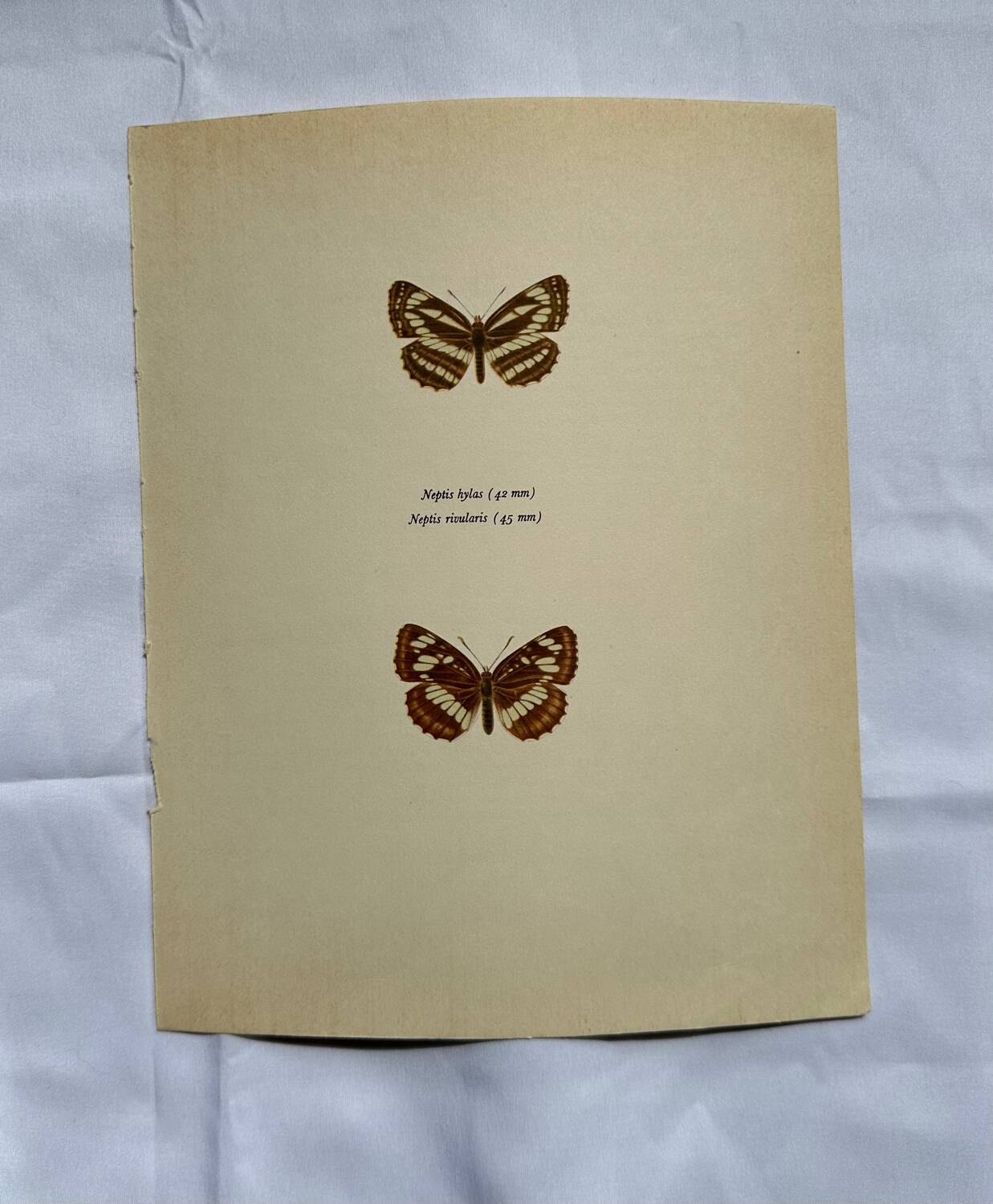 Antique Butterfly Lithograph Naturalist Vintage Engraving Plate