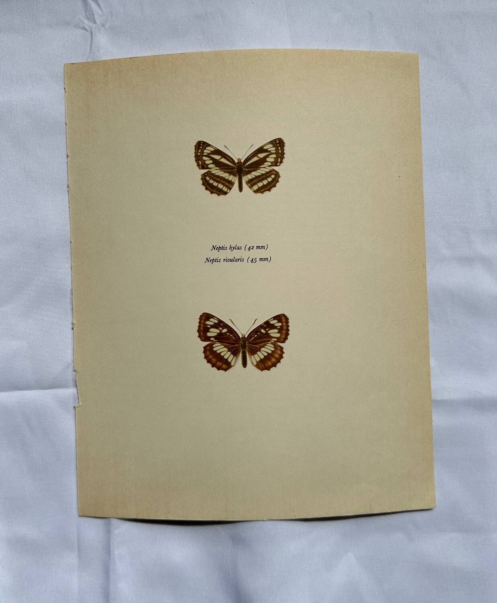 Old Engraving Butterfly Lithograph Naturalist Vintage Plate