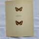 Old Engraving Butterfly Lithograph Naturalist Vintage Plate