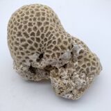 Brain coral. Favite.