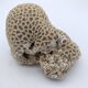 Brain coral. Favite.