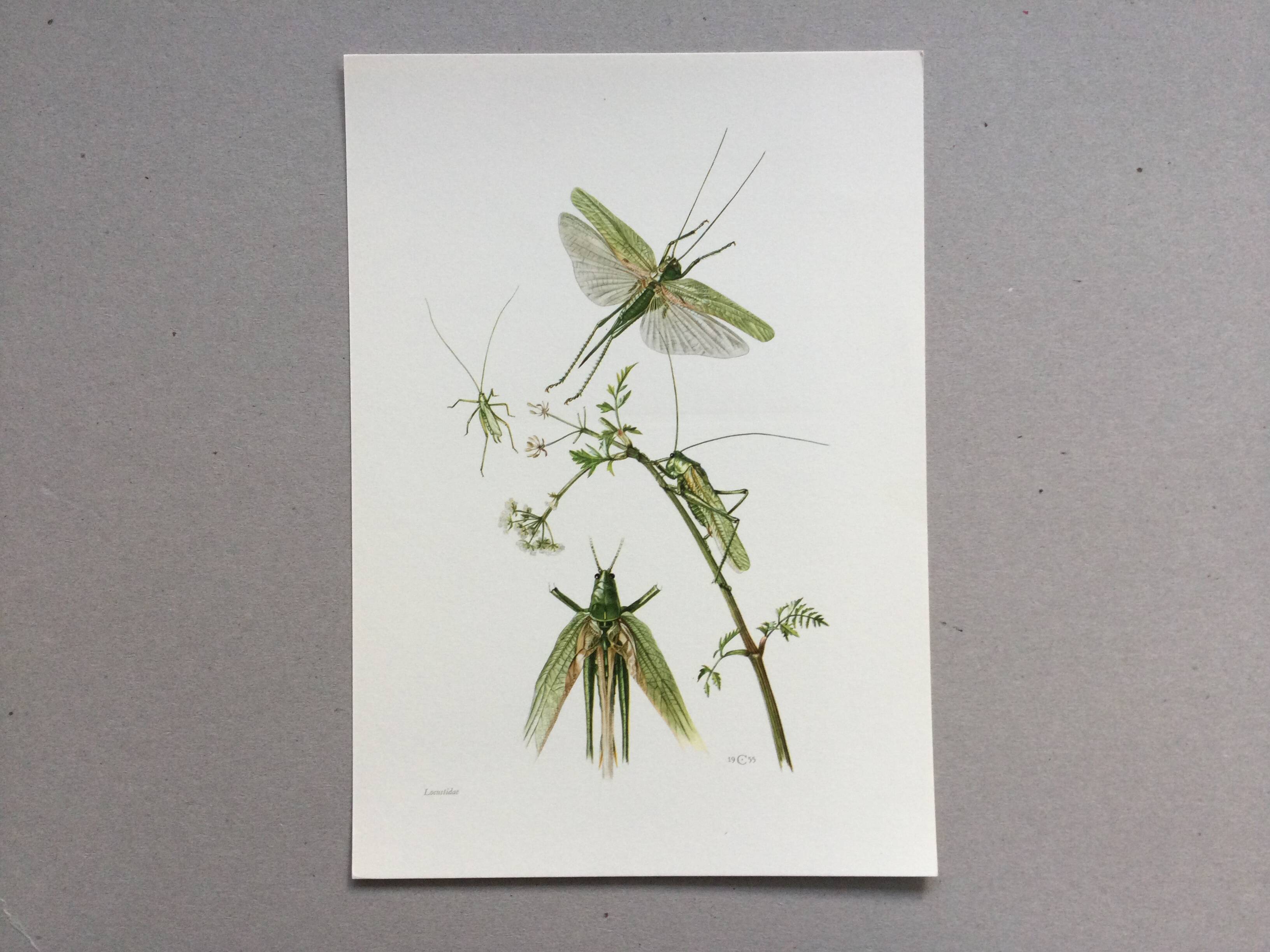 Antique illustration "insects", 1960s