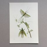 Old illustration "insects", 1960s
