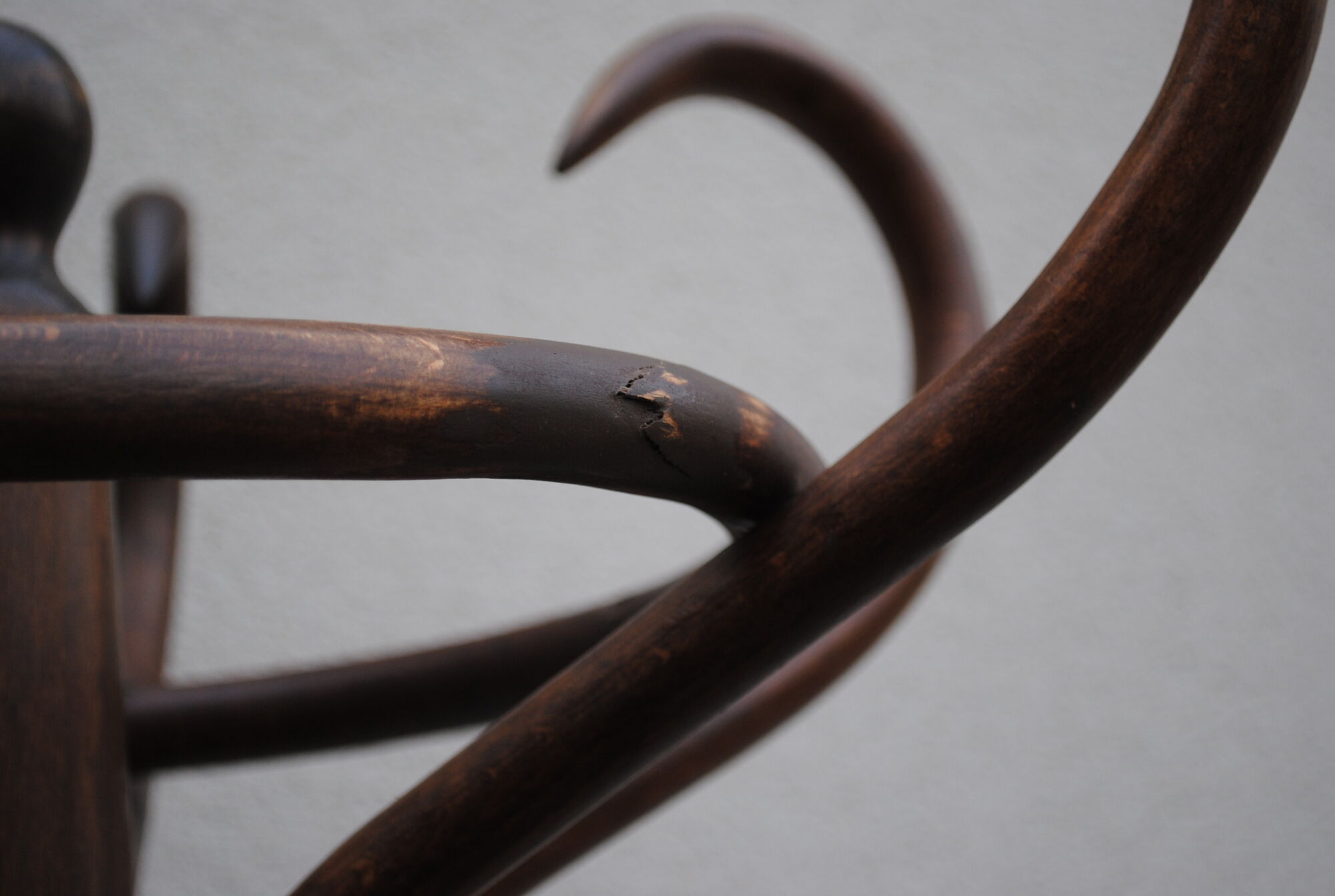 Parrot coat rack wood curved 1950s
