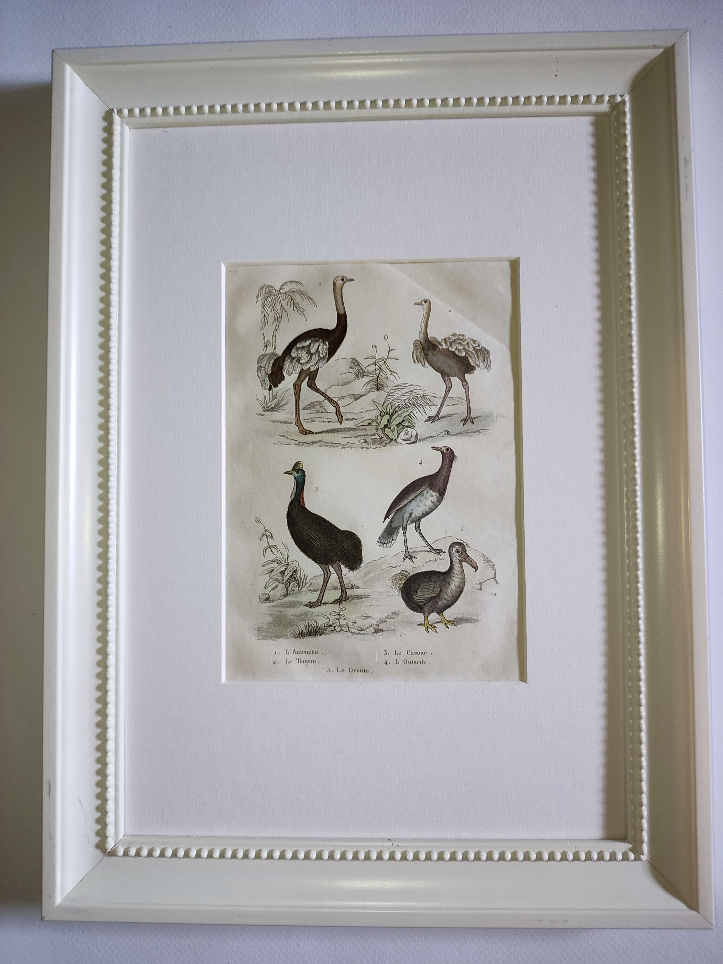 Planche Ornithologique originale " Autruche - Touyou - &c... " Buffon 1836