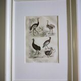 Original Ornithological plate "Ostrich - Touyou - &c..." Buffon 1836