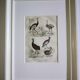Planche Ornithologique originale " Autruche - Touyou - &c... " Buffon 1836