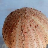 Sea urchin cabinet of curiosities on base