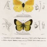 Poster about butterflies, based on an old engraving from 1849.