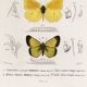 Poster about butterflies, based on an old engraving from 1849.