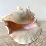 Large conch shell, giant conch