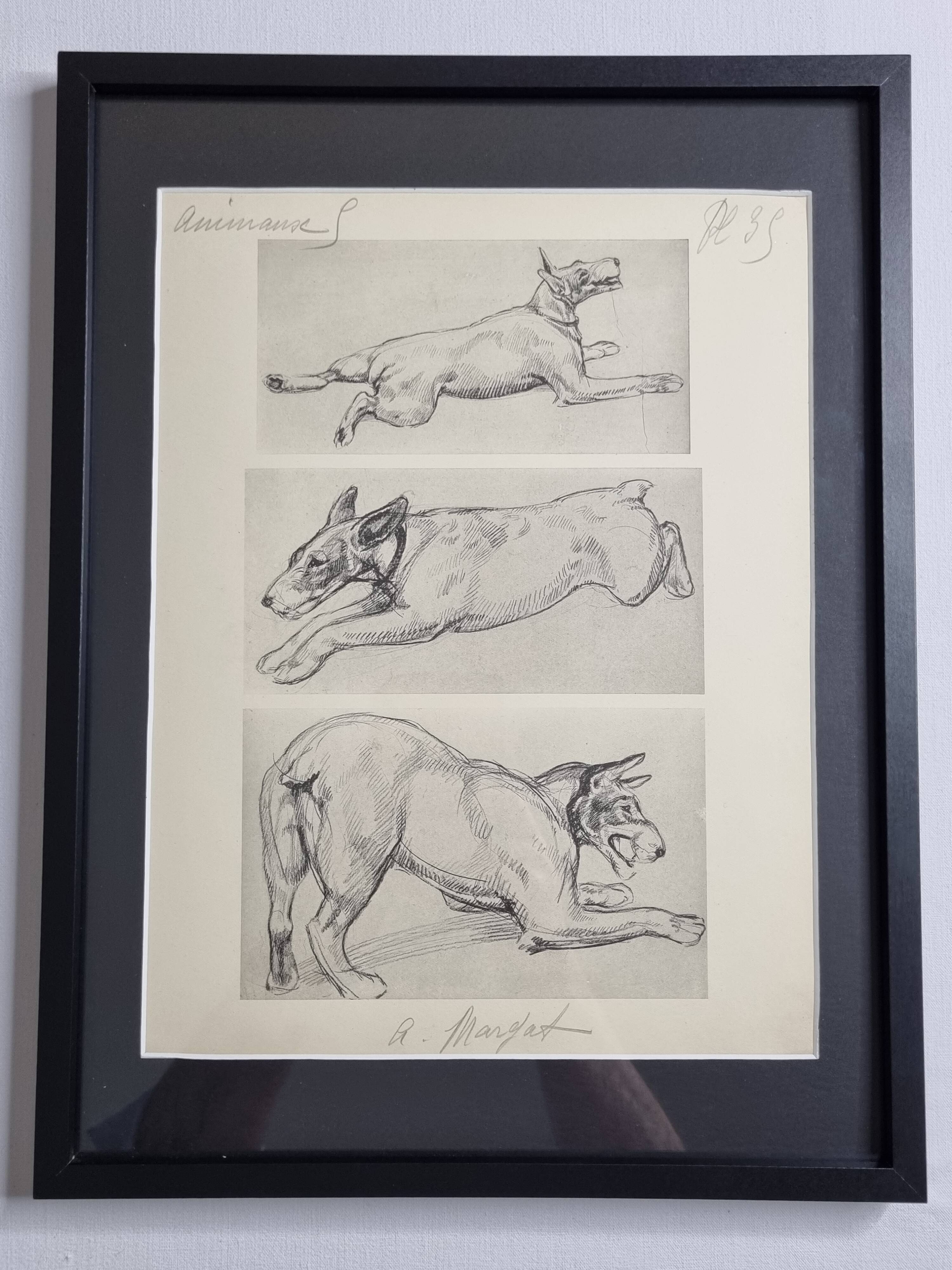 Illustrated plate, Studies of Terrier dogs, signed André Margat, 1930
