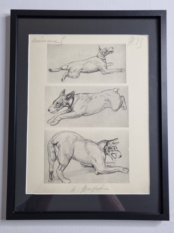 Planche illustrée, Études de chien Terrier, signée André Margat, 1930