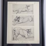 Illustrated plate, Studies of Terrier dogs, signed André Margat, 1930