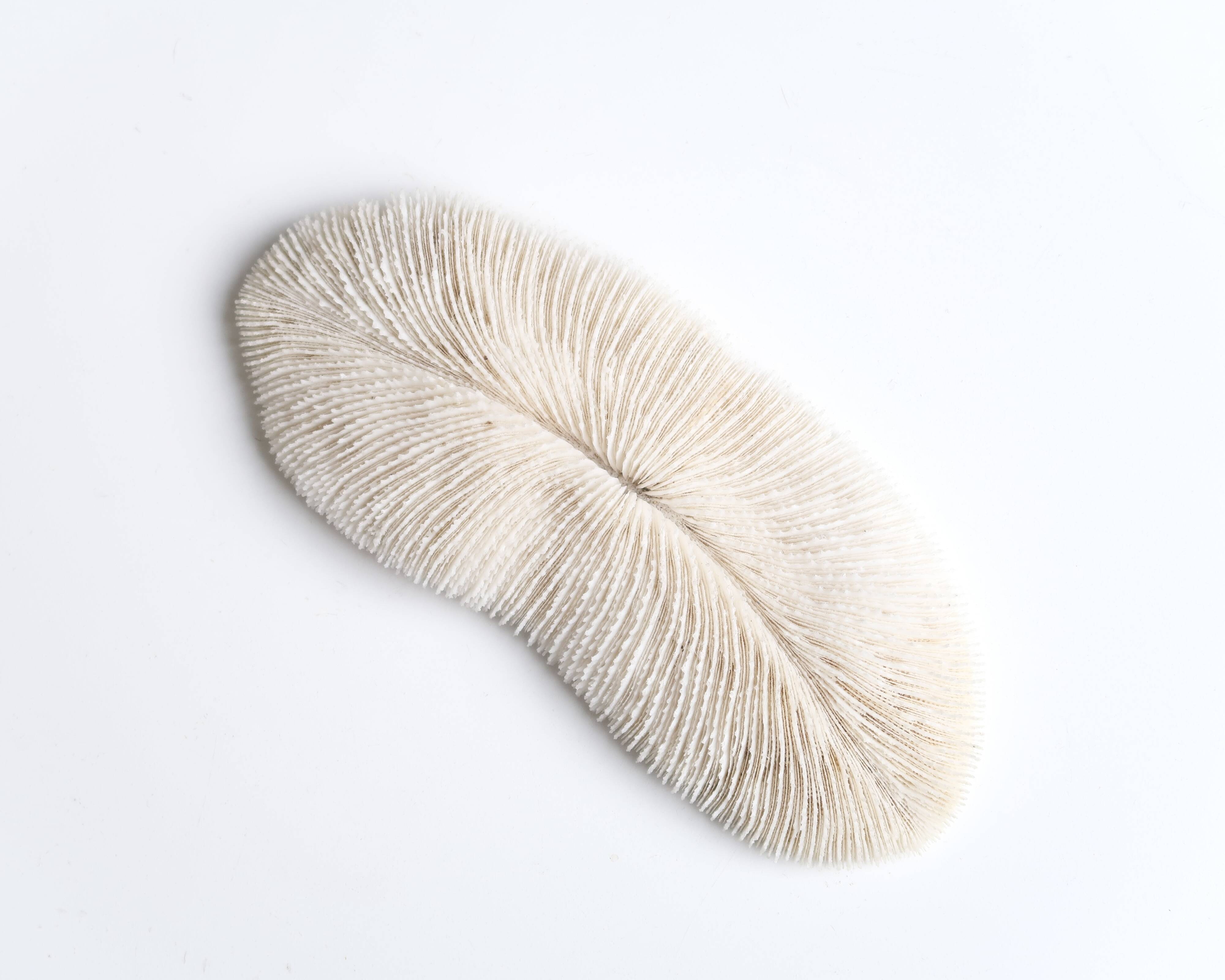 White coral, cabinet of curiosities, 70s