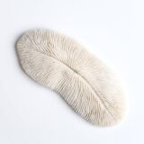 White coral, cabinet of curiosities, 70s