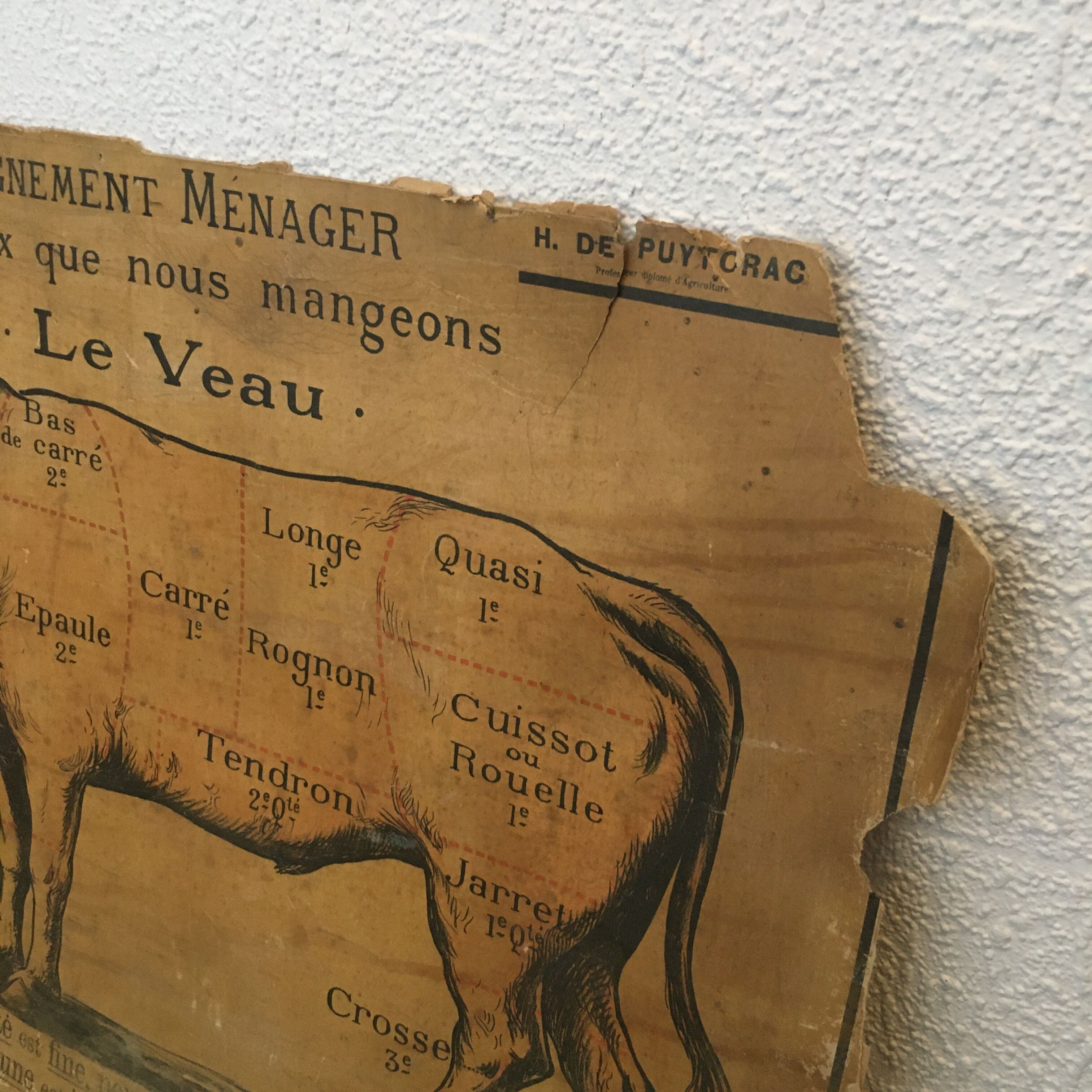 Pedagogical panel on the "Calf"