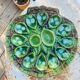 Ceramic oyster dishes signed Vallauris