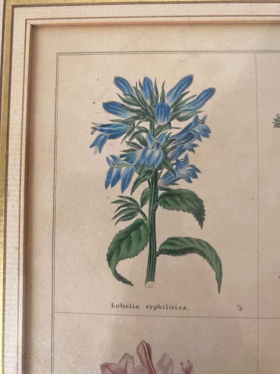 Botanical plate of mountain flowers from the 1960s.