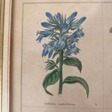 Botanical plate of mountain flowers from the 1960s.