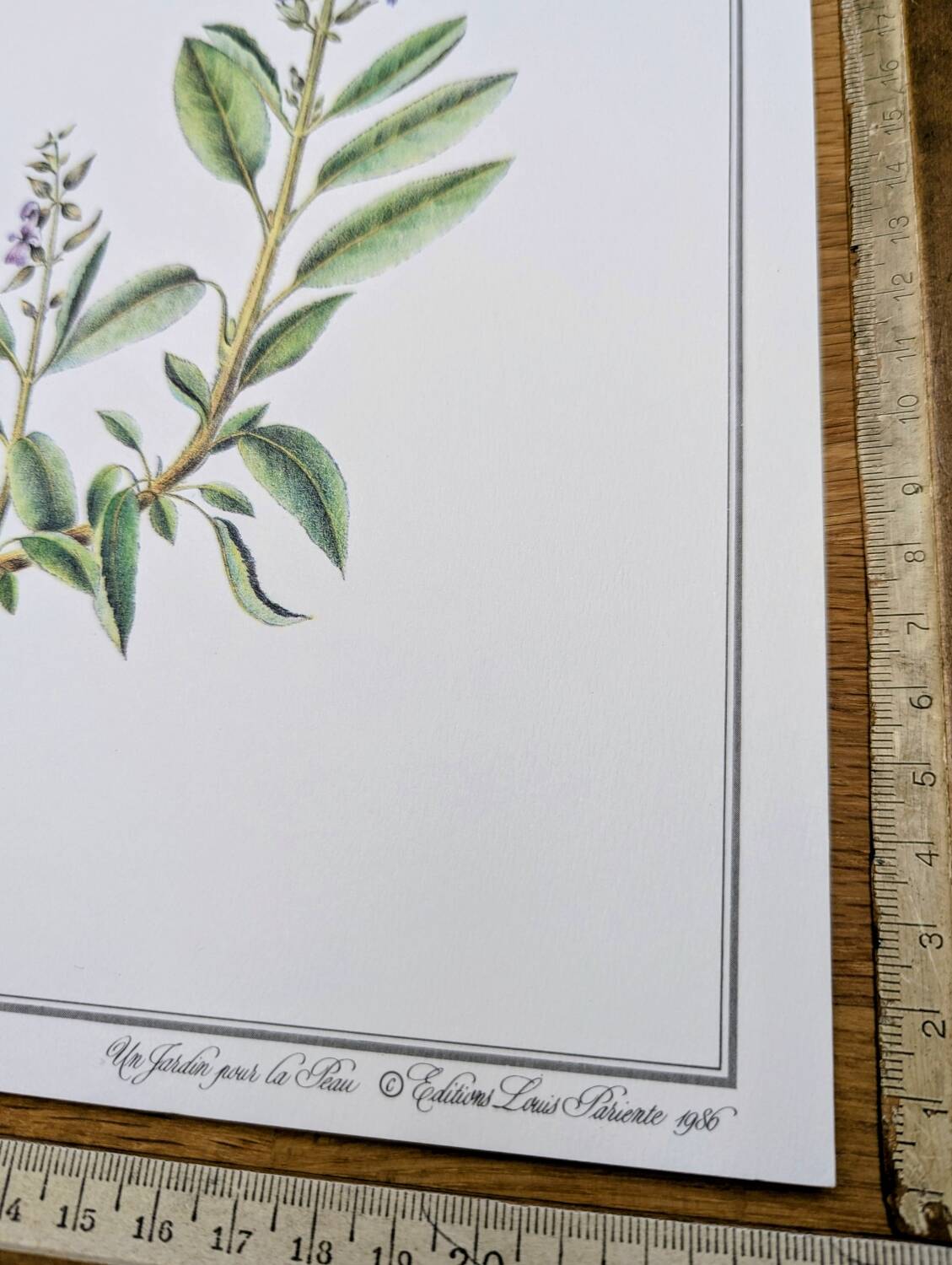 Printed in 1986, the Sage. Vintage Botany.