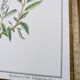 Printed in 1986, the Sage. Vintage Botany.
