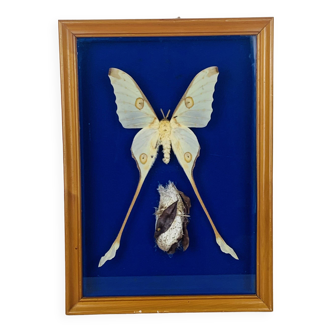 Naturalized butterfly and cocoon frame