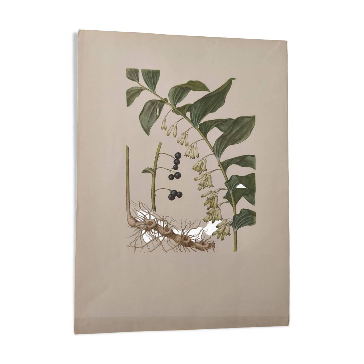 Old botanical illustration