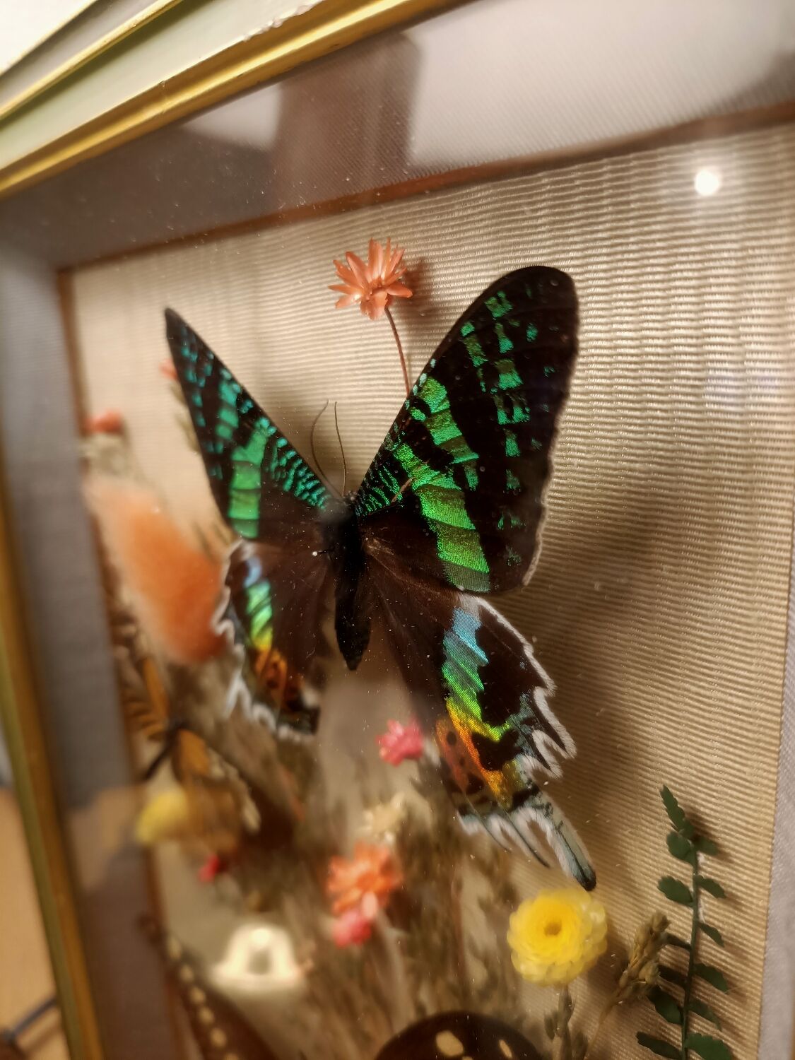 Cadre vitrine papillons