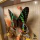 Cadre vitrine papillons