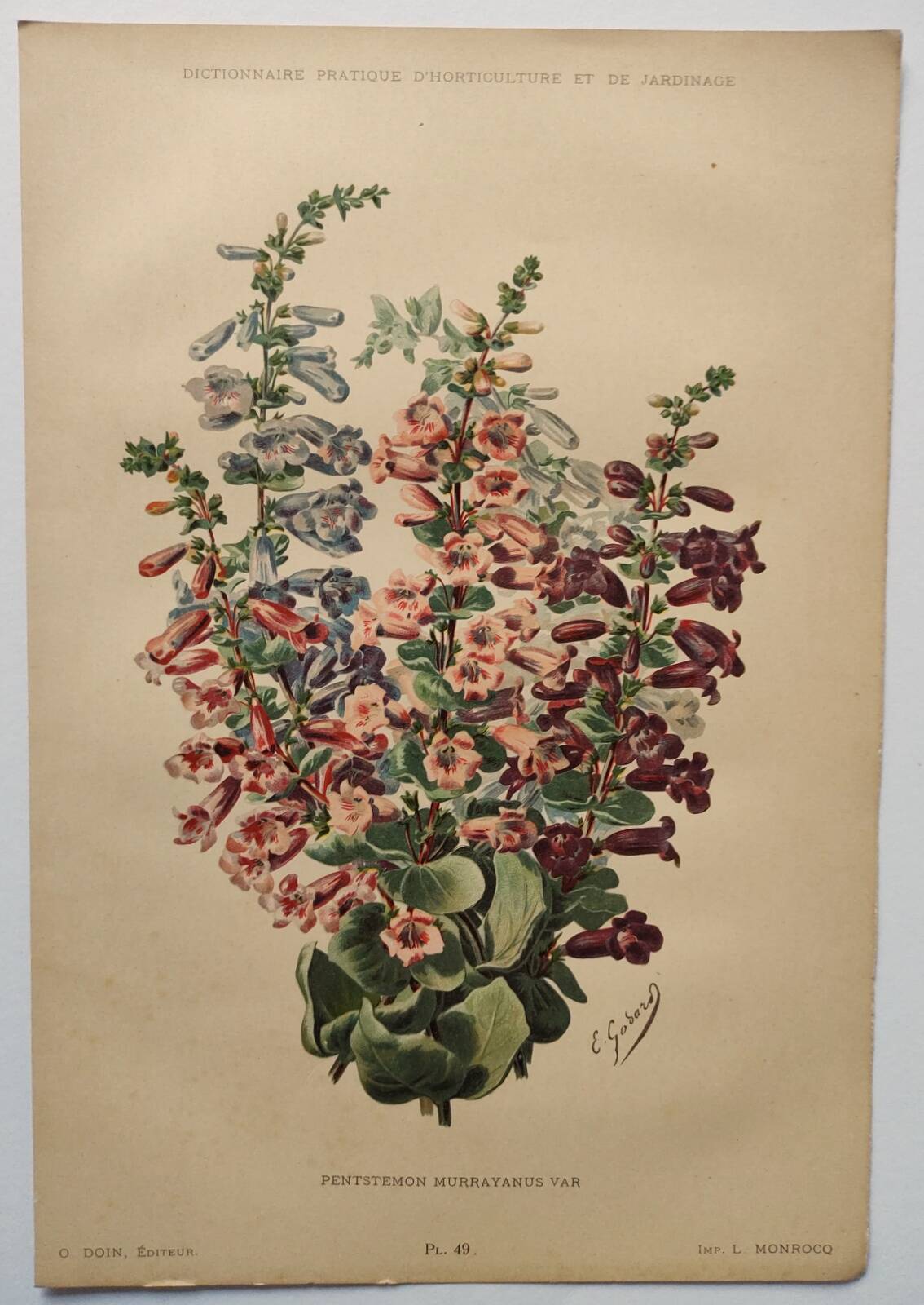 Gravure Fleur de 1897 - Pentstemon Murrayanus Var. - Planche botanique ancienne E.Godard