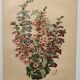 Gravure Fleur de 1897 - Pentstemon Murrayanus Var. - Planche botanique ancienne E.Godard