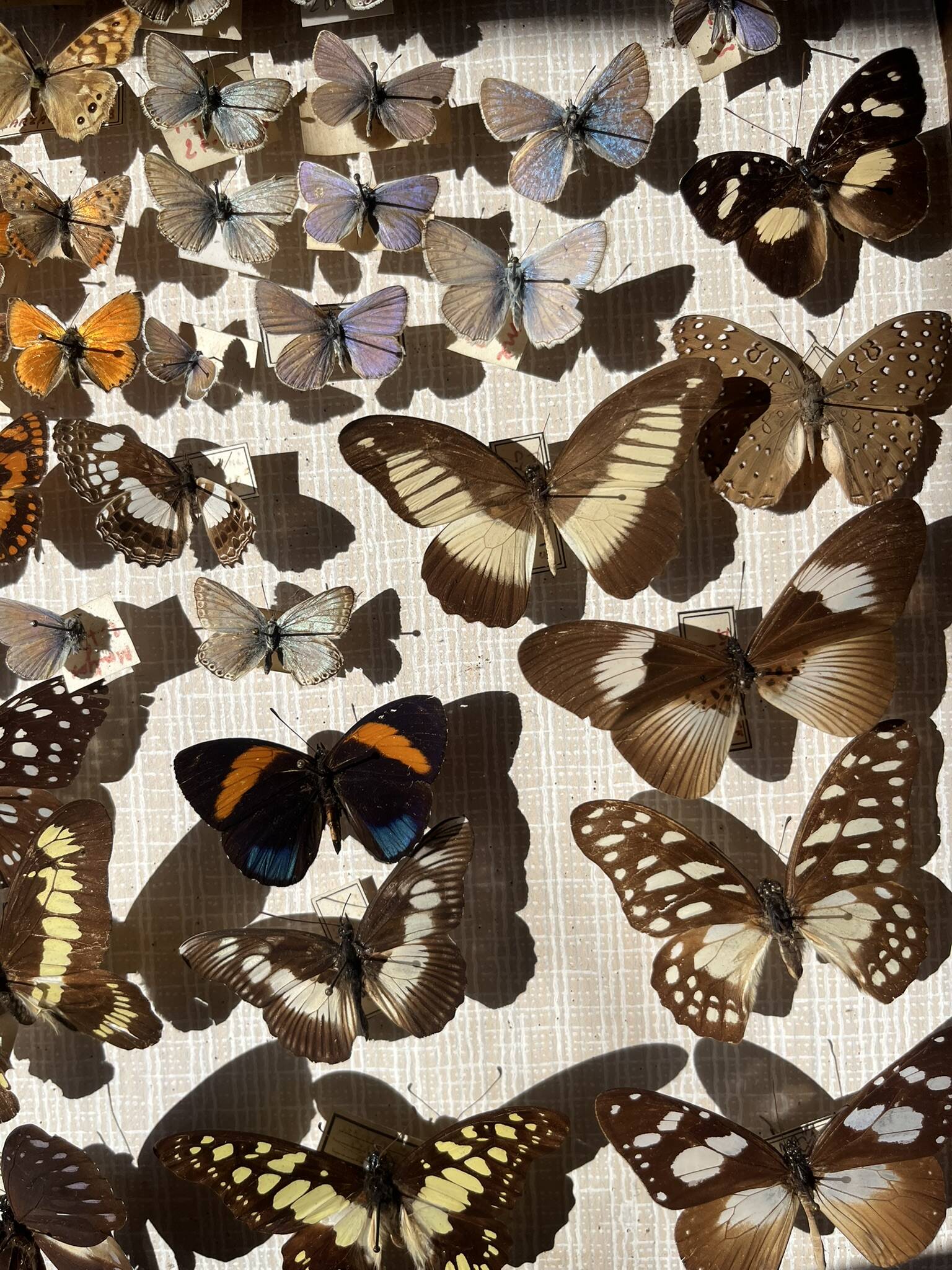 Vitrine / Collection de papillons anciens - 62 papillons