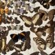 Vitrine / Collection de papillons anciens - 62 papillons