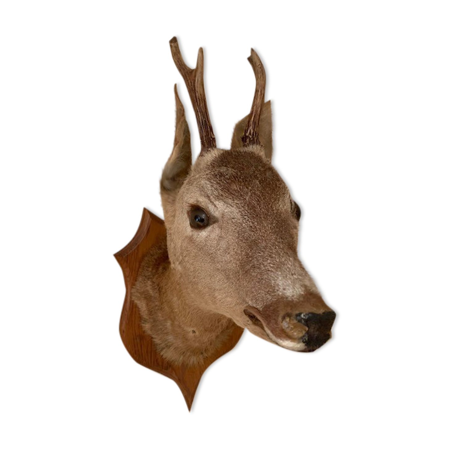 Taxidermy doe head deer deer hunting trophy