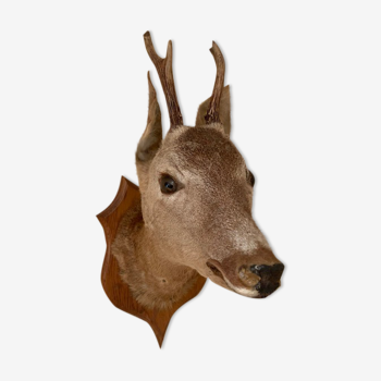 Taxidermy doe head deer deer hunting trophy
