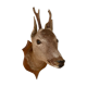 Taxidermy doe head deer deer hunting trophy