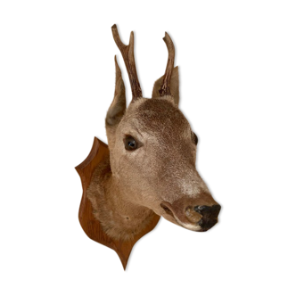 Taxidermy doe head deer deer hunting trophy