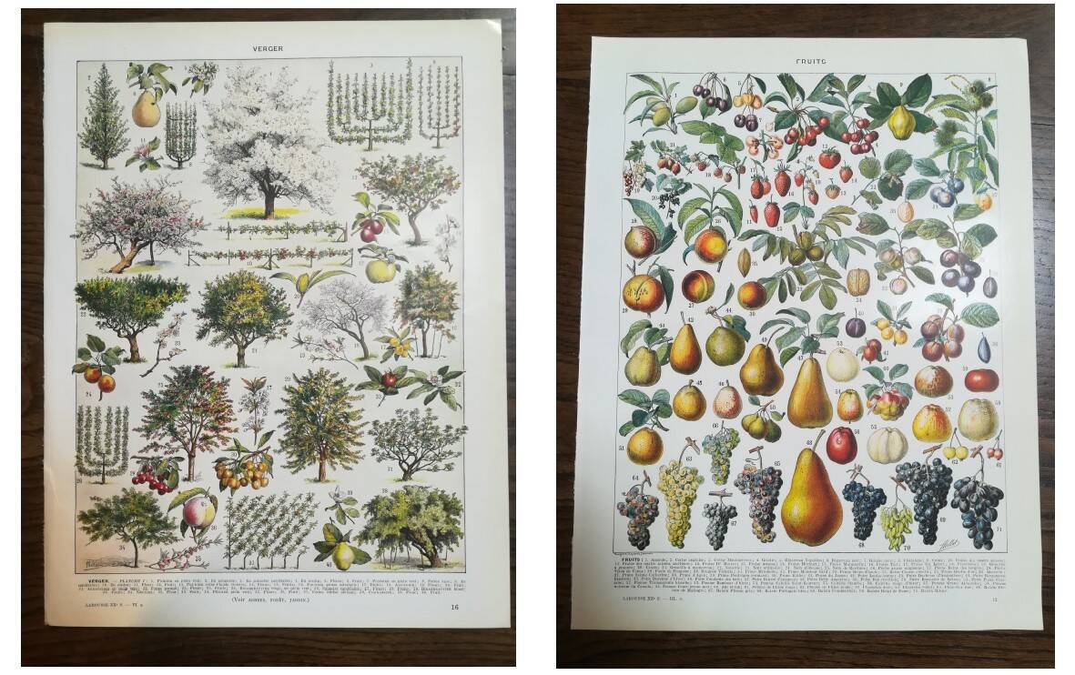 Set of two lithographs on fruits and the orchard from 1928