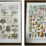 Lot de deux lithographies sur les fruits et le verger de 1928