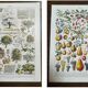 Set of two lithographs on fruits and the orchard from 1928
