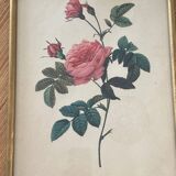 Lithograph PJ Redouté Turbinate rose