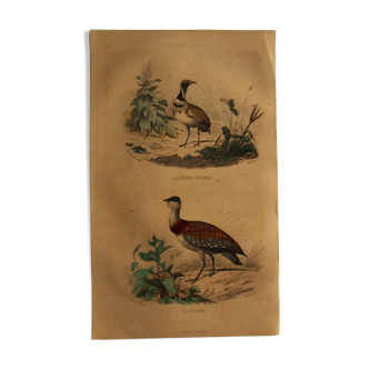 Buffon 1838 - ornithological board "outarde"