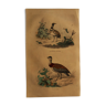 Planche ornithologique " outarde " Buffon 1838