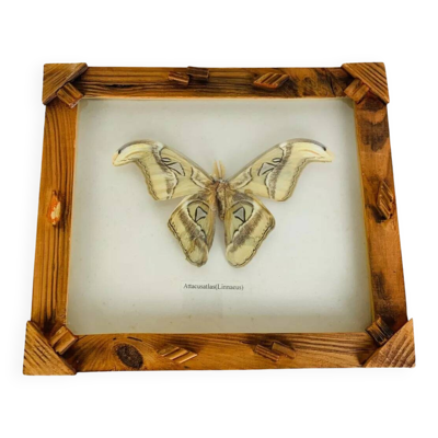 Cadre papillon naturalisé Attacus Atlas, vintage