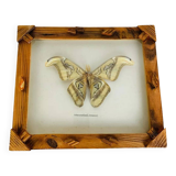 Framed taxidermy butterfly Attacus Atlas, vintage