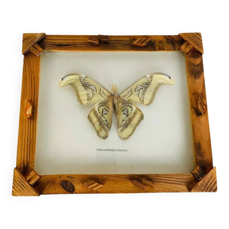 Framed taxidermy butterfly Attacus Atlas, vintage