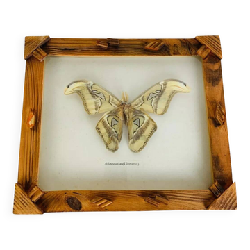 Framed taxidermy butterfly Attacus Atlas, vintage