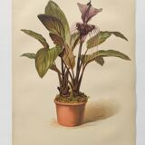Antique botanical engraving from 1897 - Tacca Cristata - Plant plate