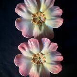 Pair of flower girls